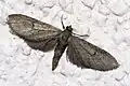Eupithecia innotata  (Hufnagel, 1767)