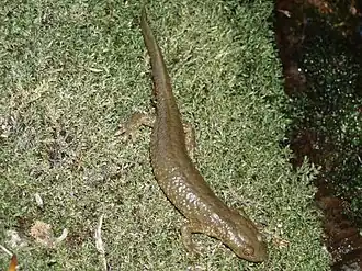 Description de l'image Euproctus asper.JPG.