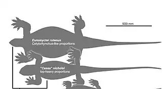 Silhouettes en vue dorsale d’Euromycter rutenus (en haut de l’image) et de Casea nicholsi (juste au-dessous d’Euromycter) avec une barre d’échelle de cinquante centimètres (en haut à droite de l’image).