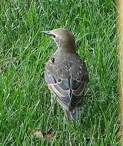 Étourneau sansonnet juvénile, septembre.