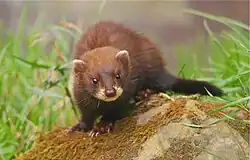 Putois de couleur marron foncé avec le museau blanc