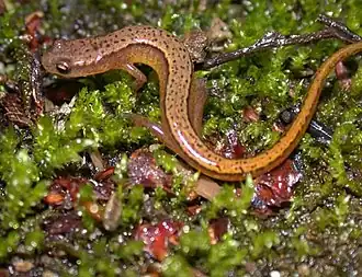 Description de l'image Eurycea bisline(1).jpg.