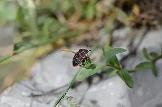 Description de l'image Eurydema fieberi.jpg.