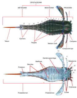 Anatomie d'un euryptéride