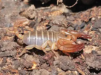 Euscorpius balearicus