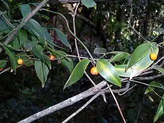 Description de l'image Eustrephus latifolius Barrenjoey.JPG.