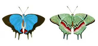 Description de l'image Evenus regalis CramerStoll.png.