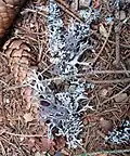 Lichen du genre Evernia sur les monts Zlatibor