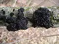 Exidia sp. (Tremellales, Tremellaceae)