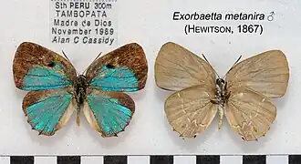 Description de l'image ExorbaettaMetaniraMUpUnAC1634 1635.jpg.