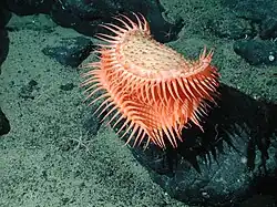 Actinoscyphia aurelia, une Actinoscyphiidae.