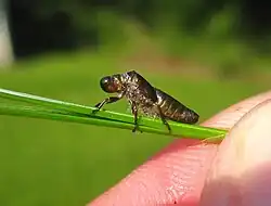 Aphrophora cribrata.