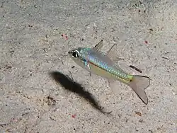 Pristiapogon exostigma.