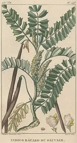 Indigo bâtard ou sauvage. Auteur(s) : Descourtilz, Jean Théodore (1798-1855) Gabriel (17..-18..) Année de publication : 1829