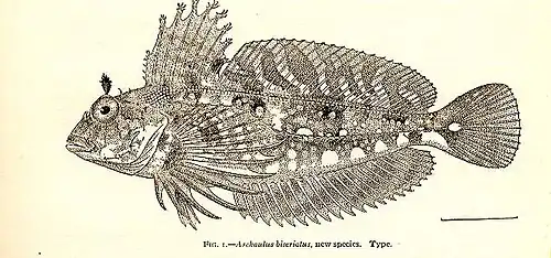 Archistes biseriatus.