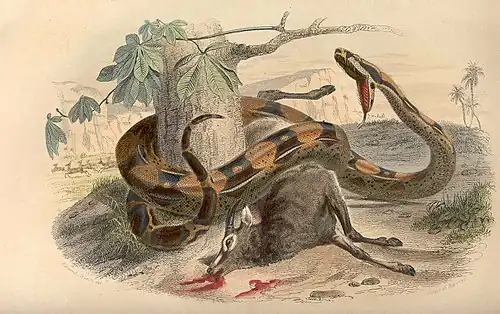 Gravure d'un boa attaquant une sorte d'antilope