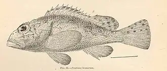 Description de l'image FMIB 38069 Pontinus beanorum Evermann & Marsh.jpeg.