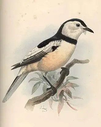 Description de l'image FMIB 41425 Lalage banksiana.jpeg.