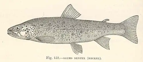 Salmo dentex