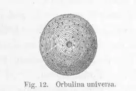 Orbulina universa.