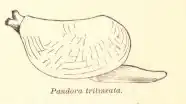 Pandora trillineata (Anomalodesmata).