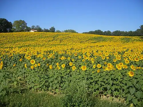 Champs de tournesols