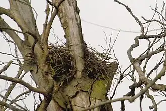Nid en branchettes à Commanster, au Luxembourg belge.
