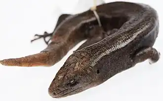 Description de l'image Falla's Skink 11 (cropped).jpg.