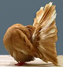 Queue de paon jaune.