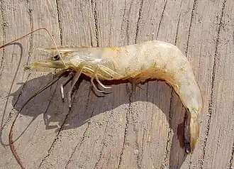 Farfantepenaeus paulensis