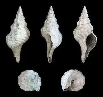 Fasciolaria scalarina, un Fasciolariidae.