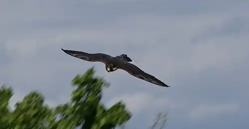 Photographie en couleurs d'un rapace en plein vol et au plumage noir.