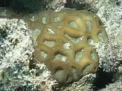 Favites flexuosa