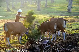 Bantengs domestiques (Bos domesticus) nourris à Bali.