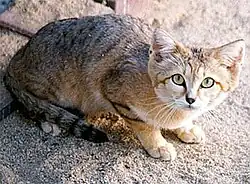 Chat des sables (Felis margarita).