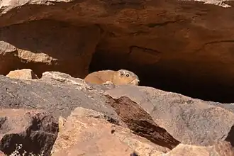 Description de l'image Felovia vae.jpg.