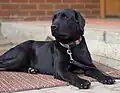 Labrador retrierver couché, entièrement noir avec  les yeux marron.