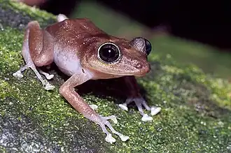 Description de l'image Female guajon frog on tree.jpg.
