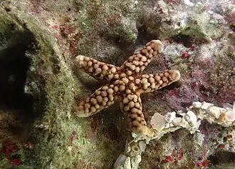 Ferdina flavescens à la Réunion.