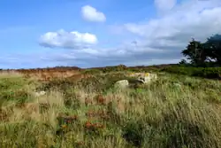 Quelques pierres émergent de hautes herbes.