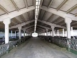 Élevage laitier pour la production de parmesan bio.