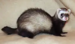 Furet putoisé zibeline avec masque plein, on distingue nettement les pattes et la queue plus foncée.