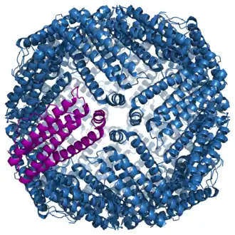 Image illustrative de l’article Ferritine