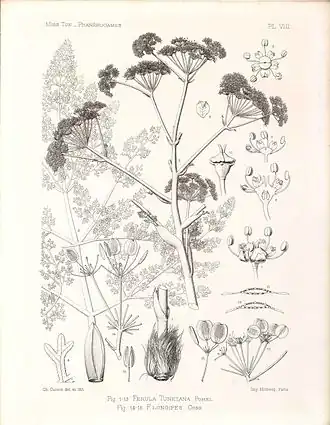 Description de l'image Ferula_tunetana_Page_2.jpg.