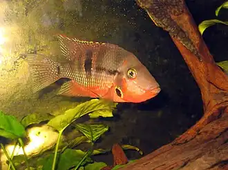 Description de cette image, également commentée ci-après