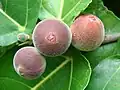 Fruits du Ficus aspera.
