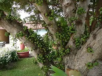 Description de l'image Ficus lutea 0007.jpg.