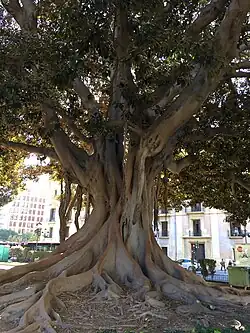 Sur la place de Tetuan à Valence