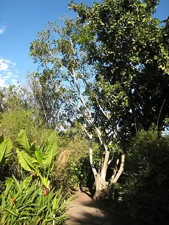 Description de cette image, également commentée ci-après