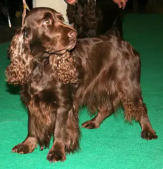 Field Spaniel.